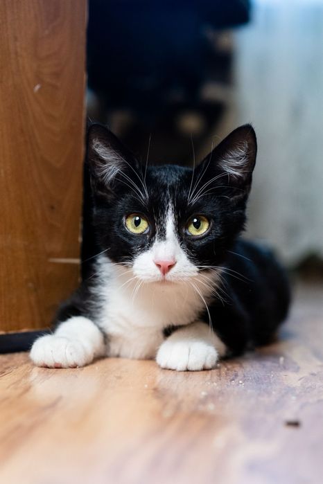 Filipek - piękny kocurek do adopcji
