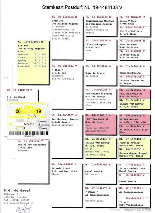 Gołębie Schellens,Drapa,Jansen,Van Dyck