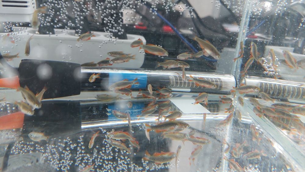 Razbora Galaxy / Danio perłowy (Danio margaritatus) WYSYŁKA AKWAWIN