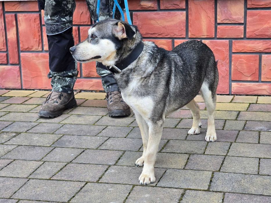 Borys - piesek szuka domu