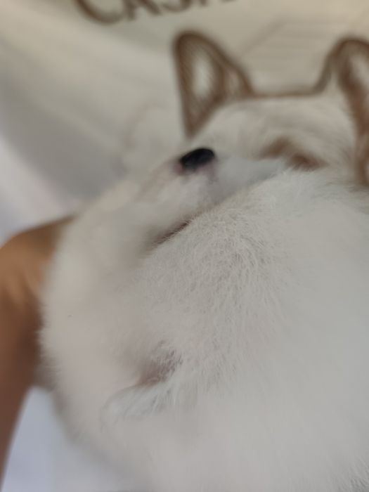 Spitz alemão/lulu
