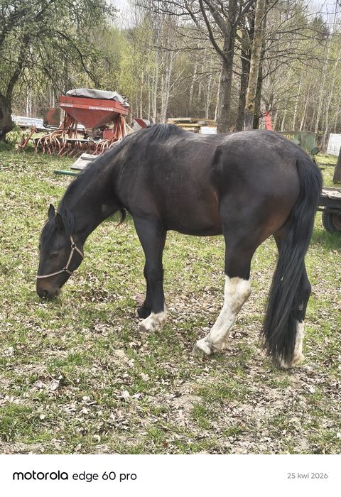 Ogierek śląski 30 miesięcy / zamiana