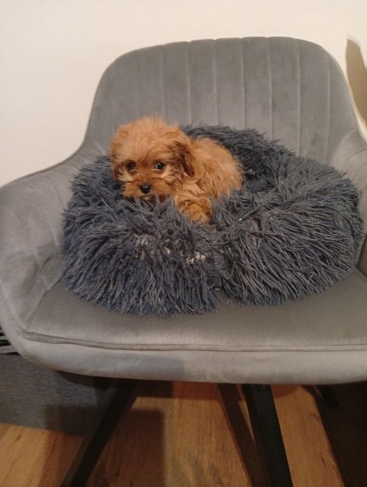 Cavapoo Cavalier Pudel