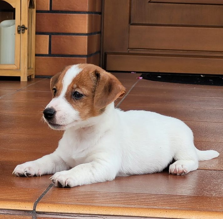 Jack Russell Terrier