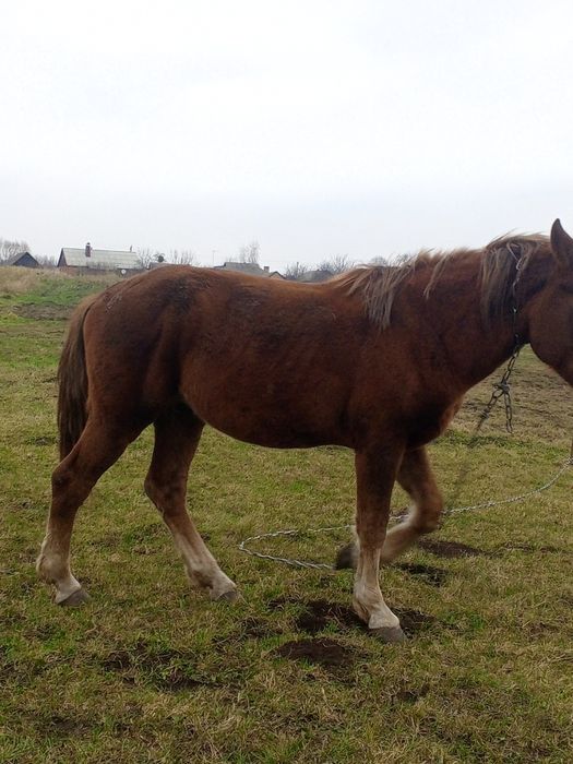 Продам гарного коня.