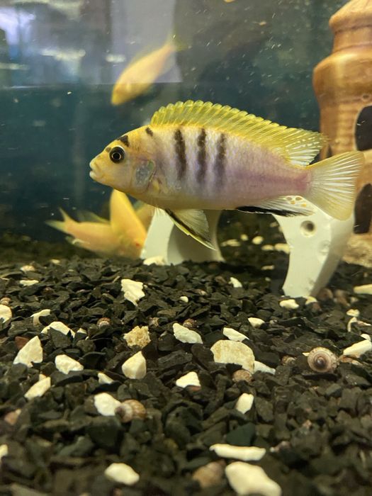 Цихліди . Малаві .