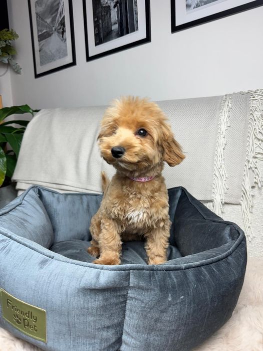 maltipoo suczka gotowa