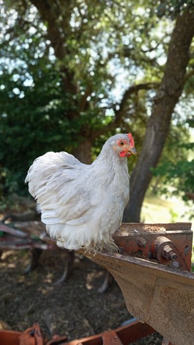Galo Pekin Lavanda - 4 meses