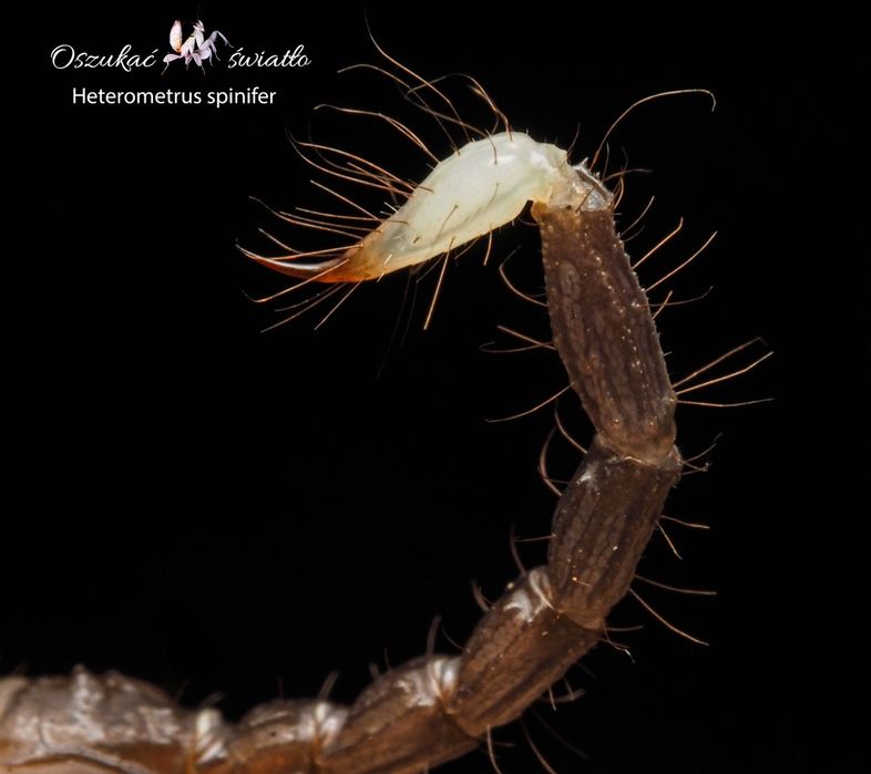 Heterometrus spinifer 
 L2