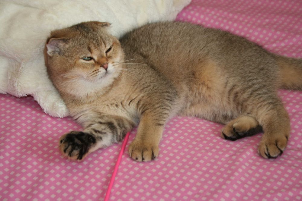 Скоттіш страйт коточок-муркотунчик