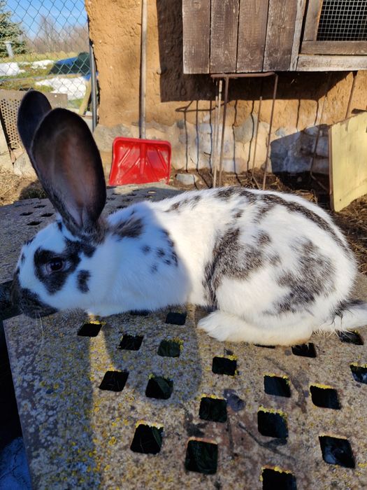 Królica kotna młoda