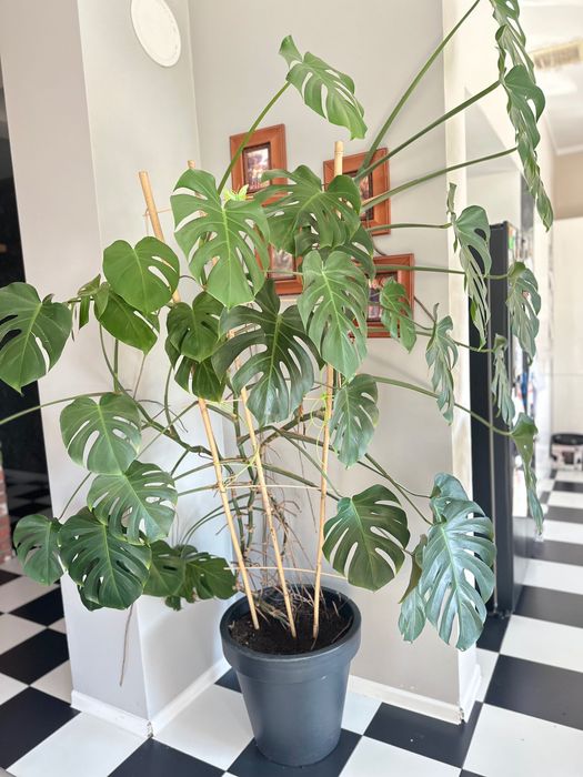 Monstera dziurawa duża 200 cm