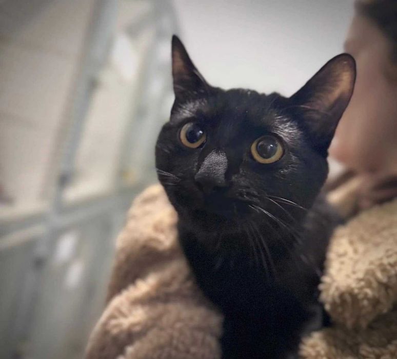 Gama - czarna kotka o uroczym pyszczku