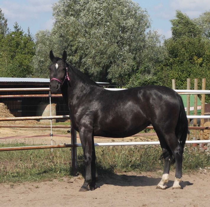 *** Młoda klacz śląska ***