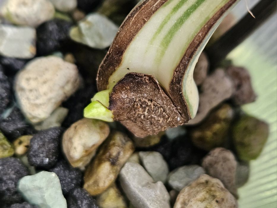 Monstera White Snow piękne wybarwienie ukorzeniona pędówka hydroponika