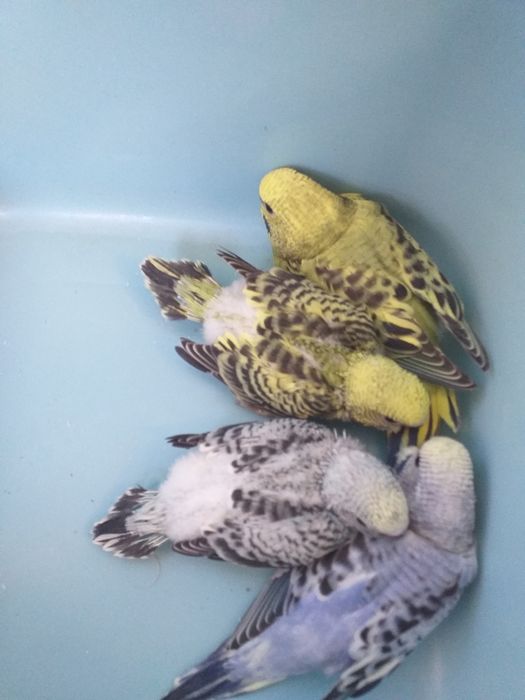 Píriquitos bebes para criar à  mão
