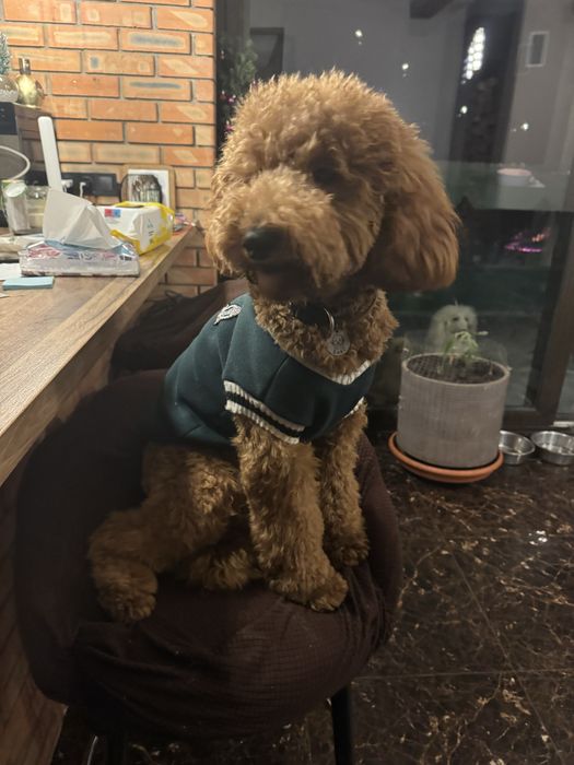 Малий ( середній) пудель цуценята в Києві