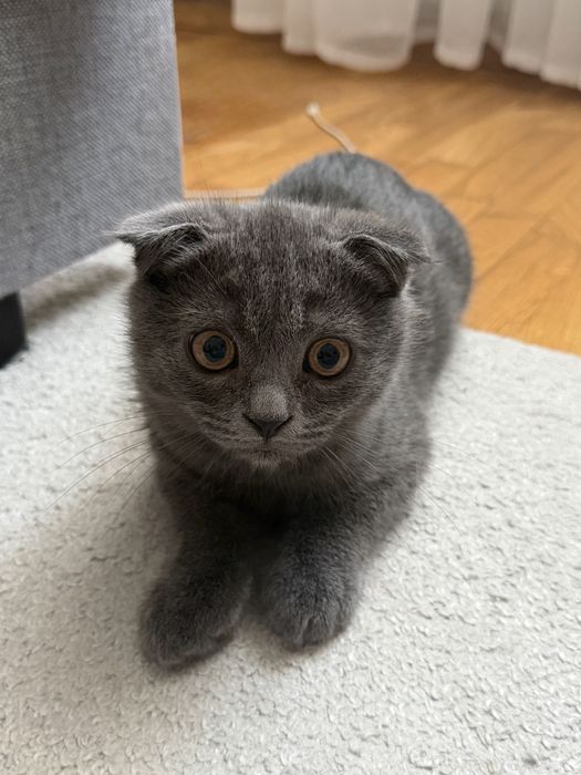 висловухе кошеня