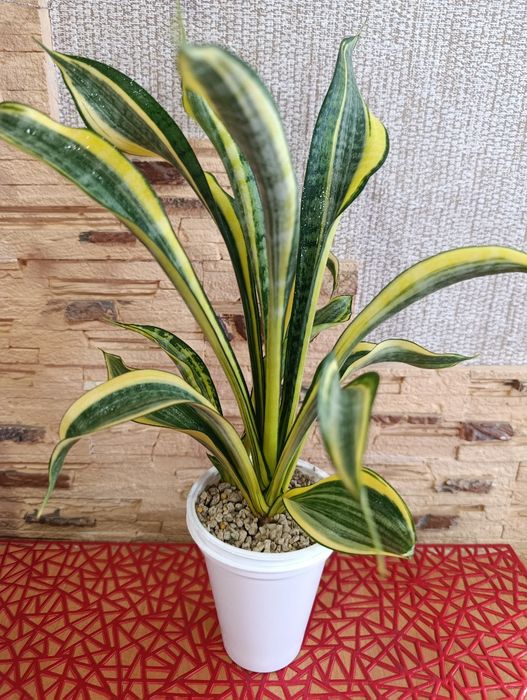 Сансевієрія Голден Баннер (Sansevieria Golden Banner / Gold Banner)