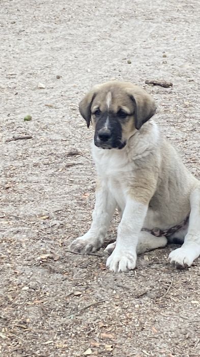 Cachorra Rafeiro do Alentejo