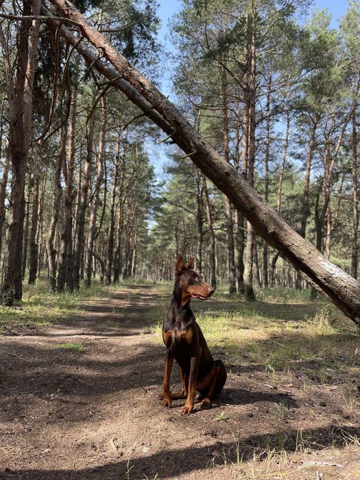 Вязка Доберман Кабель