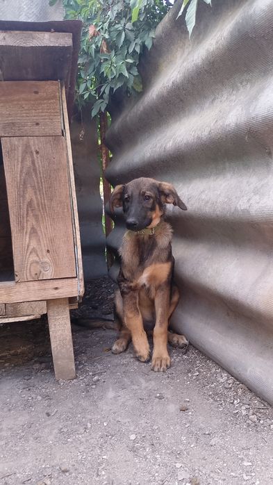 Особливе цуценя після ДТП