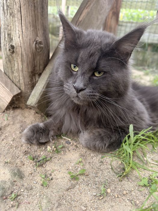 Maine Coon kocur MCO a