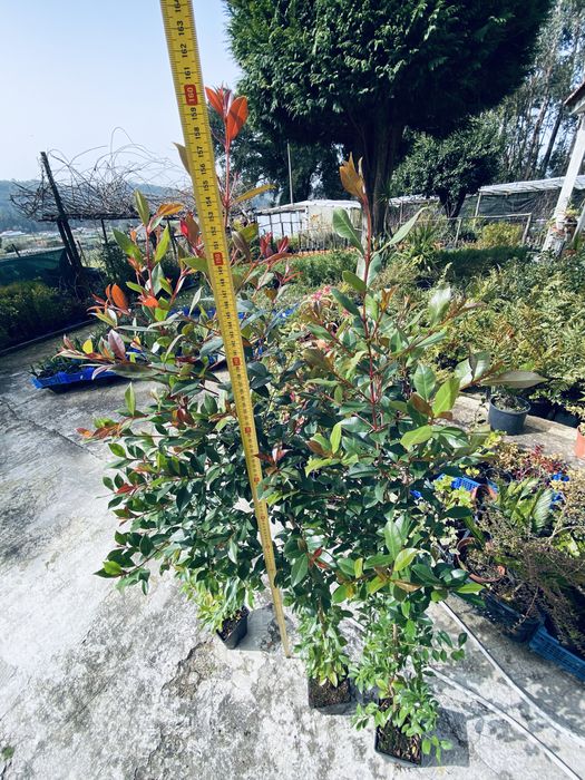 Eugenias myrtifolia newport 1,5m