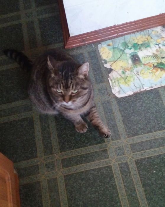 Отдам кошку лесного окраса,  стерилизована, привита, 5 лет