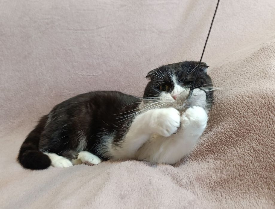 Шотландська кішечка