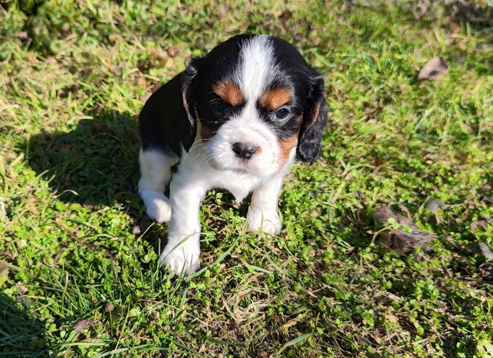 cavalier king charles spaniel samczyk