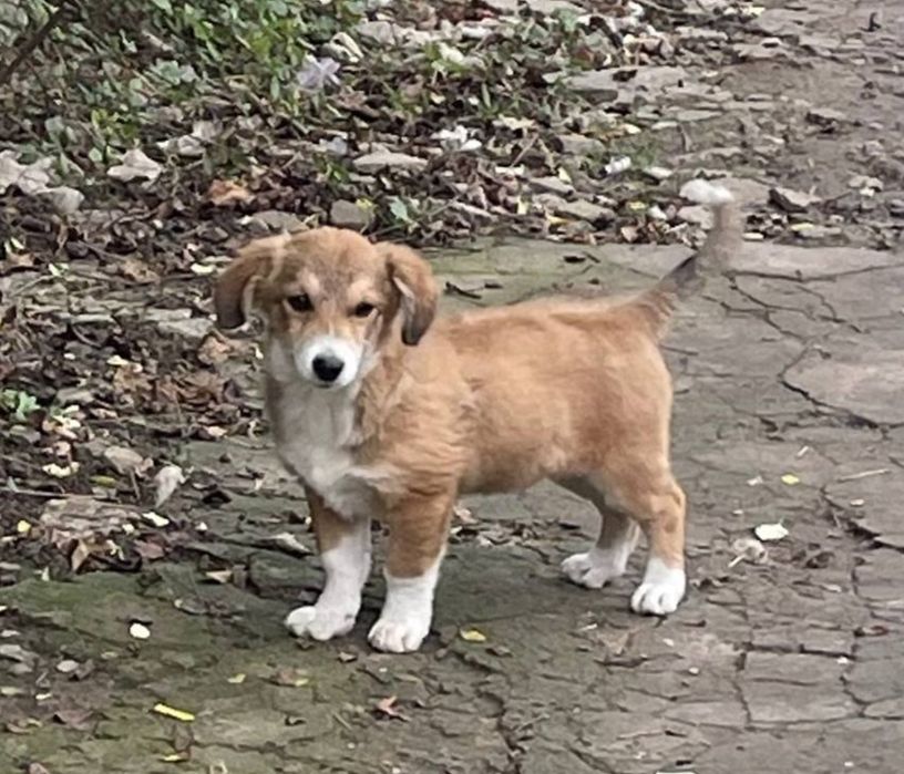 Отдам даром в добрые руки щенка метис корги