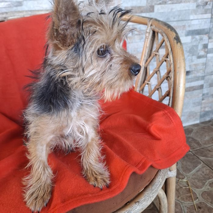 Yorkshire terrier rodowód +wyprawka