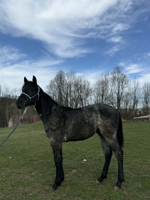 Sprzedam Ogierka