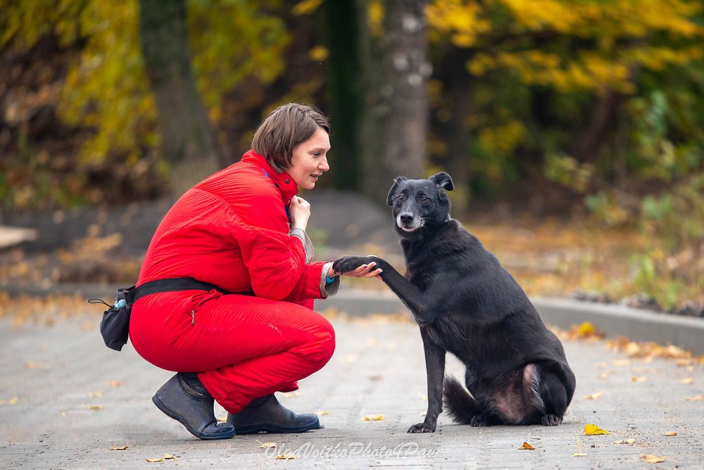 Віддам в добрі руки собаку дівчинку Аврору.
