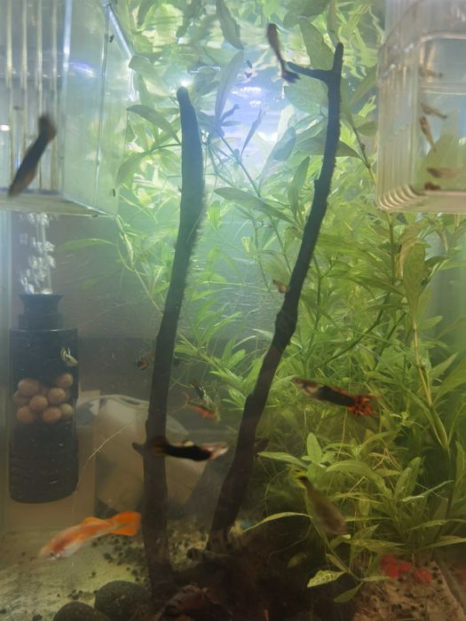 Peixes guppy sortido
