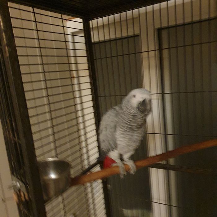 Клетка для большого попугая жако с жильцом девочкой