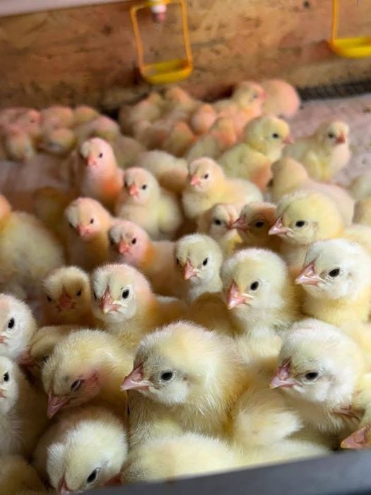 Курчата бройлери