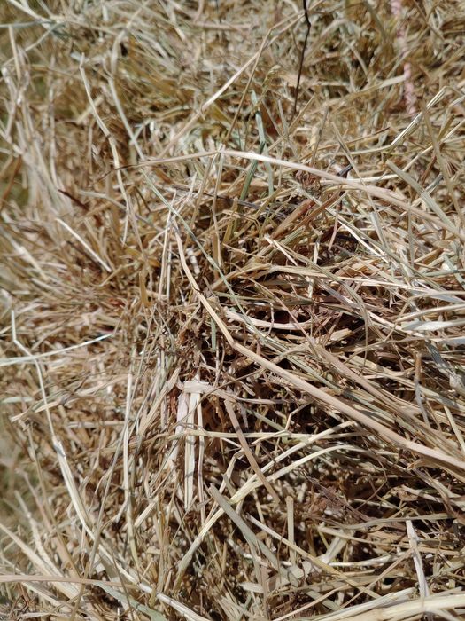 Fardos de feno nascediço.