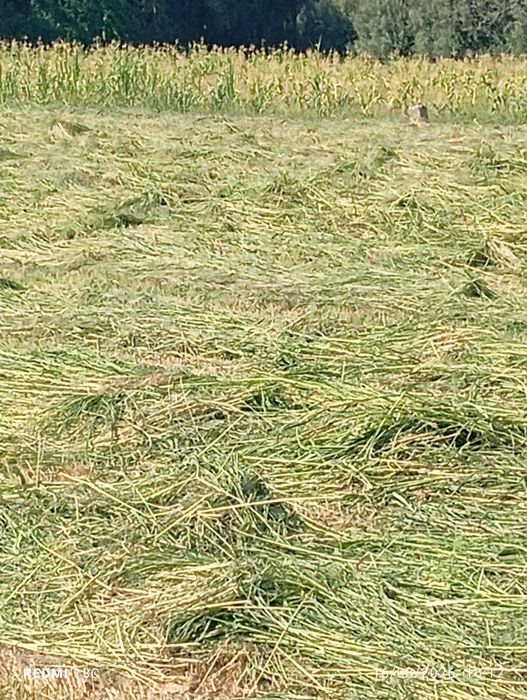 Feno novo 2026 mistura Sudão sorgo