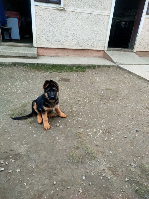 Продаються цуценята