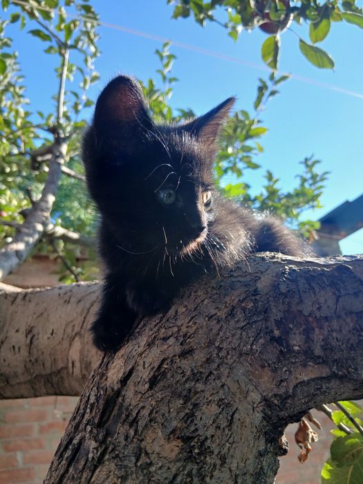 котята в хорошие руки