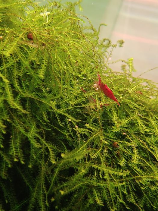 Mech do akwarium/ Moss 15x15 cm, anubiasy, microsorium