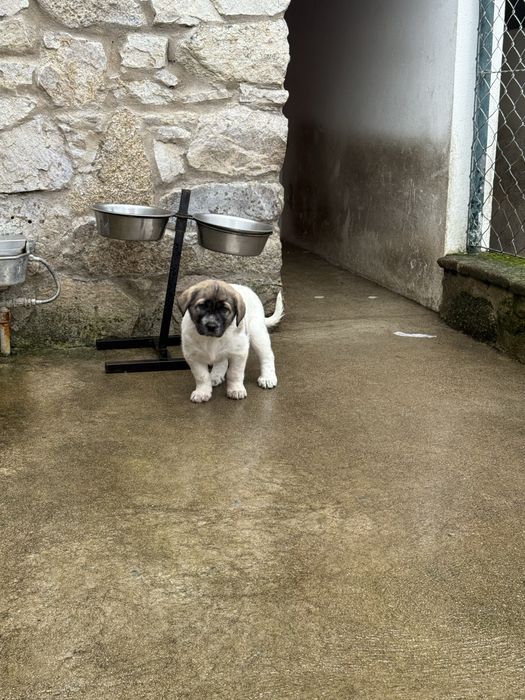 Cachorro rafeiro do alentejo