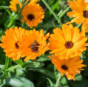 Sementes flores comestíveis biológicas certificadas - várias espécies