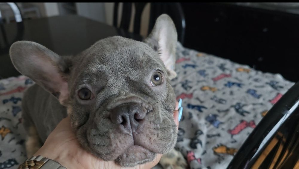 Bulldog Francês menino pais nas fotos