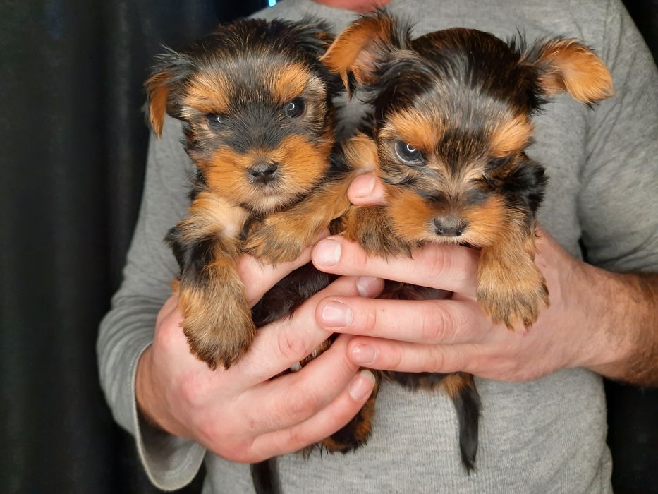 Обаятельные и привлекательные