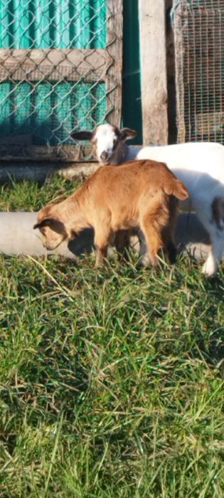 Vendo cabras  sem cornos