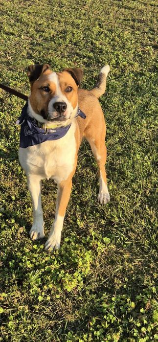 Piesek około 3 lata