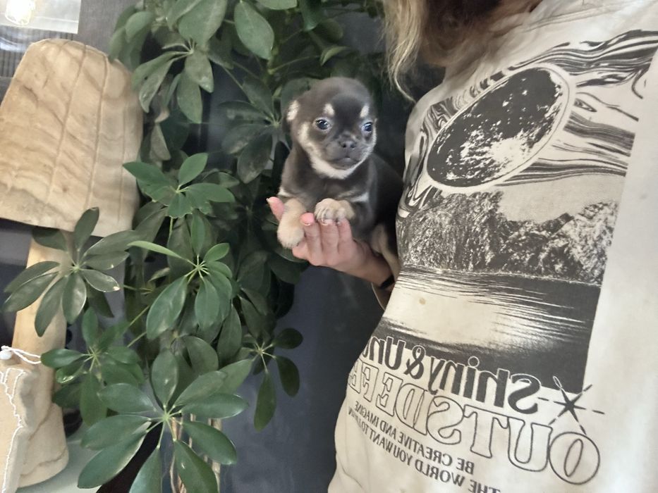 Chihuahua macho pronto para entrega